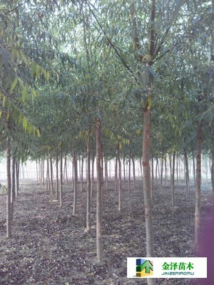 旱柳是什么---供應旱柳---旱柳規(guī)格_河北保定博野金澤綠化苗木基地_商國互聯(lián)網