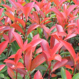 江西優(yōu)質(zhì)苗木基地 江西紅葉石楠苗價(jià)格