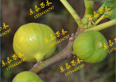 晉中谷川無(wú)花果廠家 優(yōu)質(zhì)苗木引領(lǐng)農(nóng)業(yè)產(chǎn)業(yè)新發(fā)展